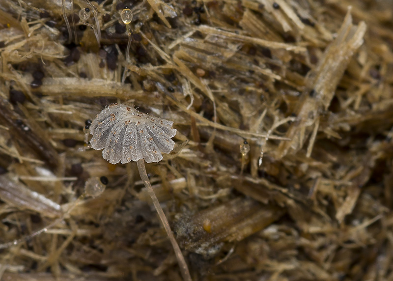 Coprinellus curtus